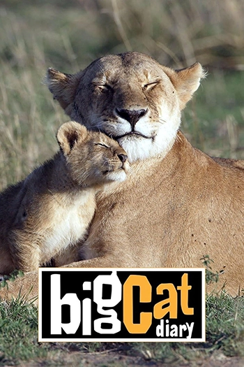 Sinopsis: Acompaña a Jonathan Scott, Simon King y otros profesionales y equipos de cámara en una aventura a través de la reserva de Masái Mara en Kenia, África. En su recorrido siguen a distintas familias y manadas de animales, centrándose principalmente en varios clanes de leones, leopardos y guepardos: impresionantes machos, hembras agresivas pero afectuosas, ¡y adorables cachorros también! Año: 1996 Género: Documental Dirección: Keith Scholey Elenco:  Simon King, Jonathan Scott, Saba Douglas-Hamilton Ver más