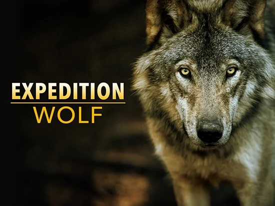 Expedition Wolf (2 x 50′)