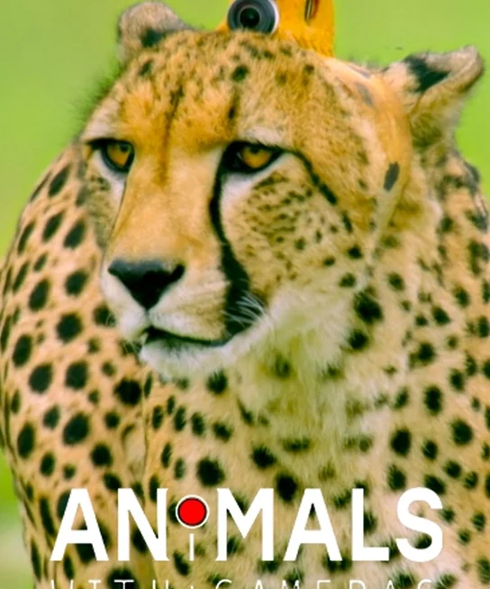 Animals with Cameras: Series 002 (2 x 50')
