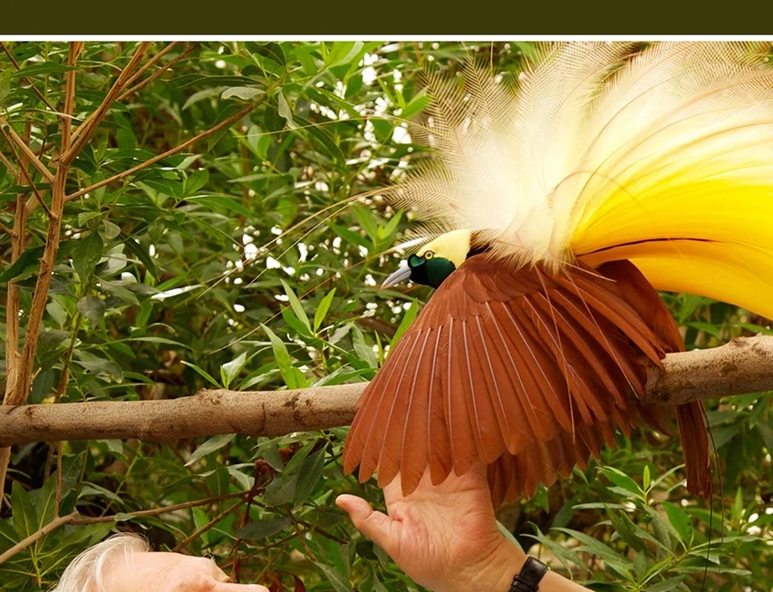 Attenborough's Birds of Paradise (1 x 50')
