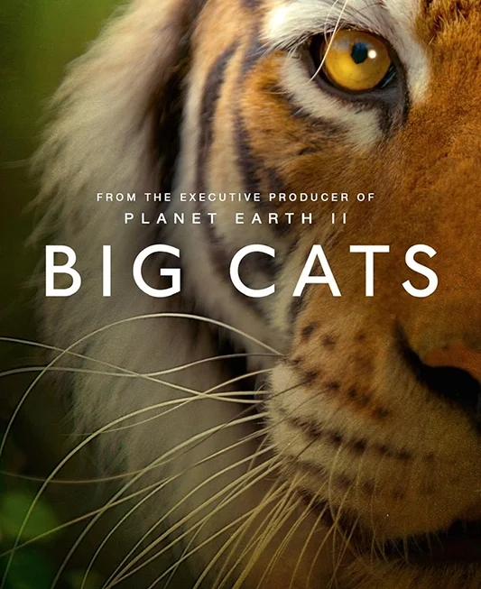 Big Cats (2 x 50')