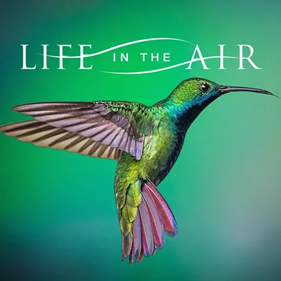 Life in the Air (3 x 50')