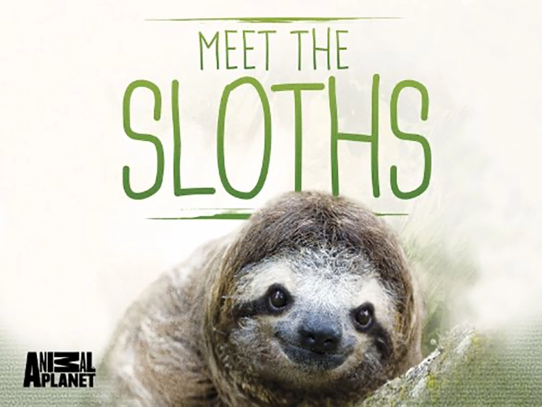 Meet the Sloths (1 x 50')