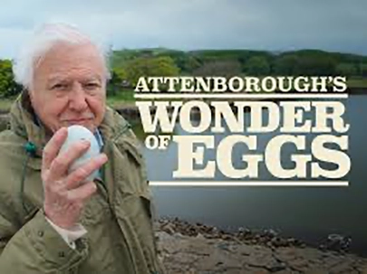 Natural World: Attenborough's Wonder Of Eggs (1 x 50')