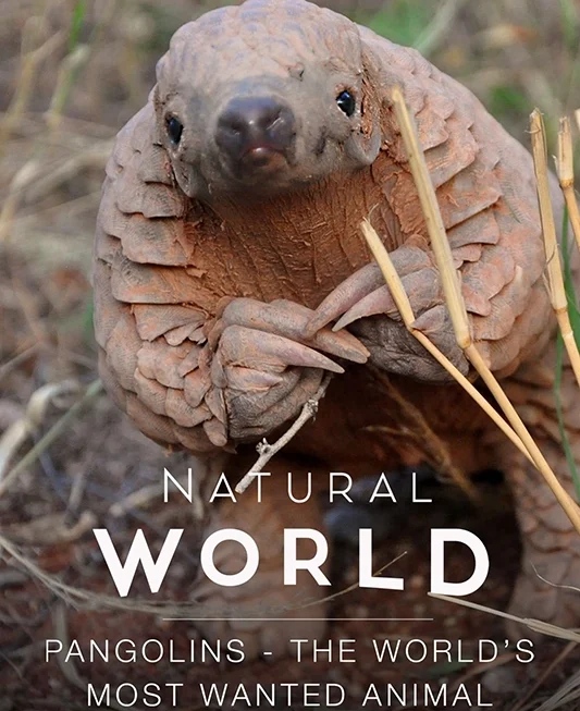 Natural World: Pangolins - The World's Most Wanted Animal (1 x 50')