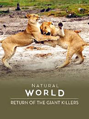 Natural World: Return of the Giant Killers (1 x 50')