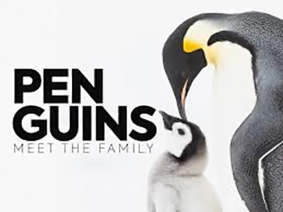 Penguins: Meet the Family (1 x 60')