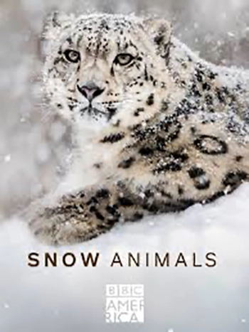Snow Animals (1 x 50')