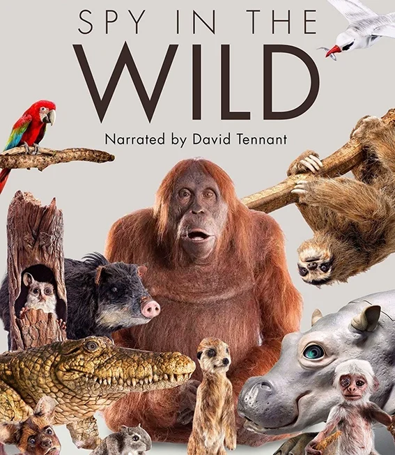 Spy in the Wild: Series 001 (4 x 50')