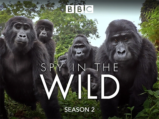 Spy in the Wild: Series 002 (4 x 50')