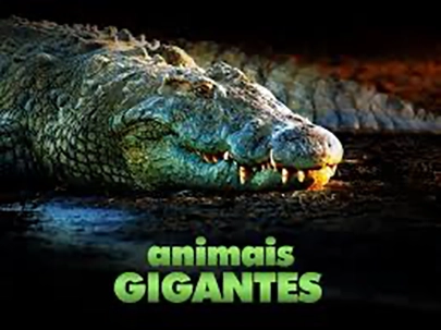 Supergiant Animals (1 x 50')