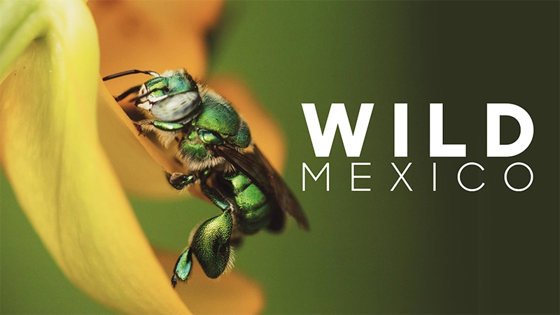 Wild Mexico (3 x 50')