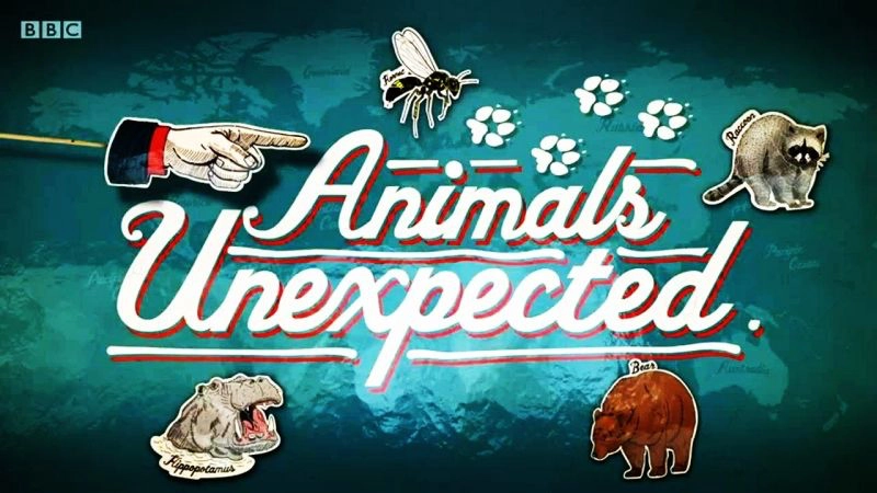 Animals unexpected